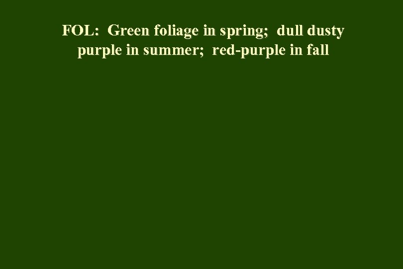 FOL: Green foliage in spring; dull dusty purple in summer; red-purple in fall 