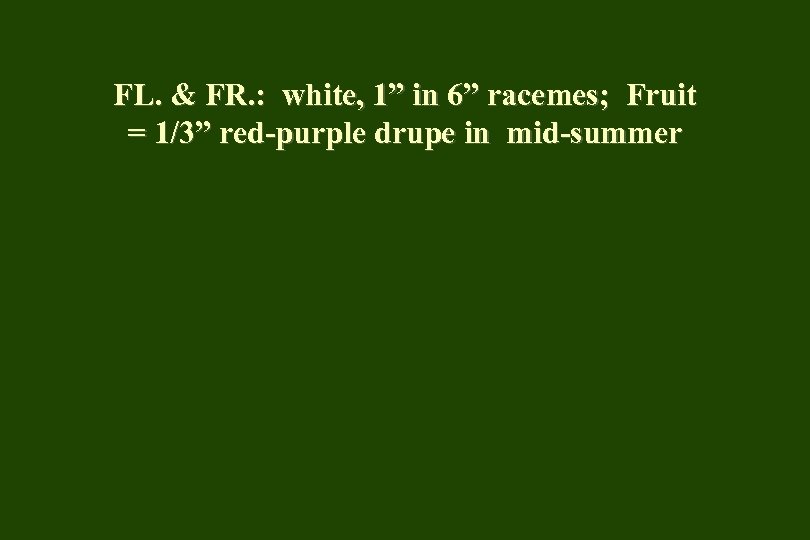 FL. & FR. : white, 1” in 6” racemes; Fruit = 1/3” red-purple drupe
