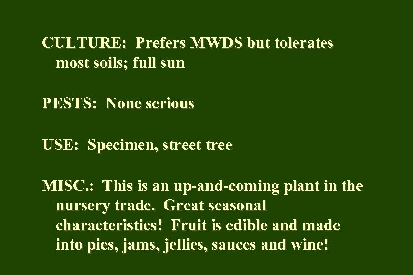 CULTURE: Prefers MWDS but tolerates most soils; full sun PESTS: None serious USE: Specimen,