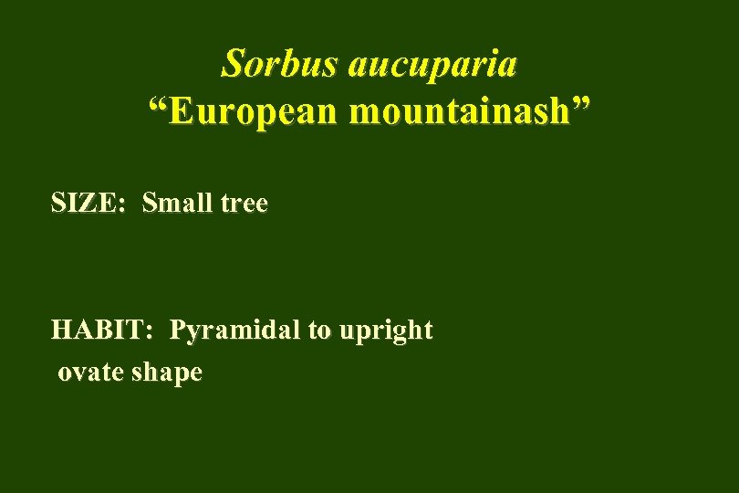 Sorbus aucuparia “European mountainash” SIZE: Small tree HABIT: Pyramidal to upright ovate shape 