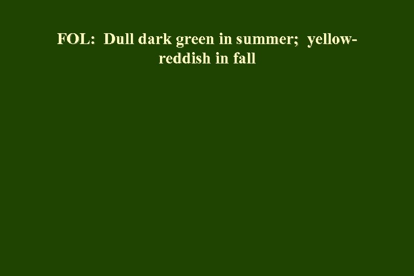 FOL: Dull dark green in summer; yellowreddish in fall 