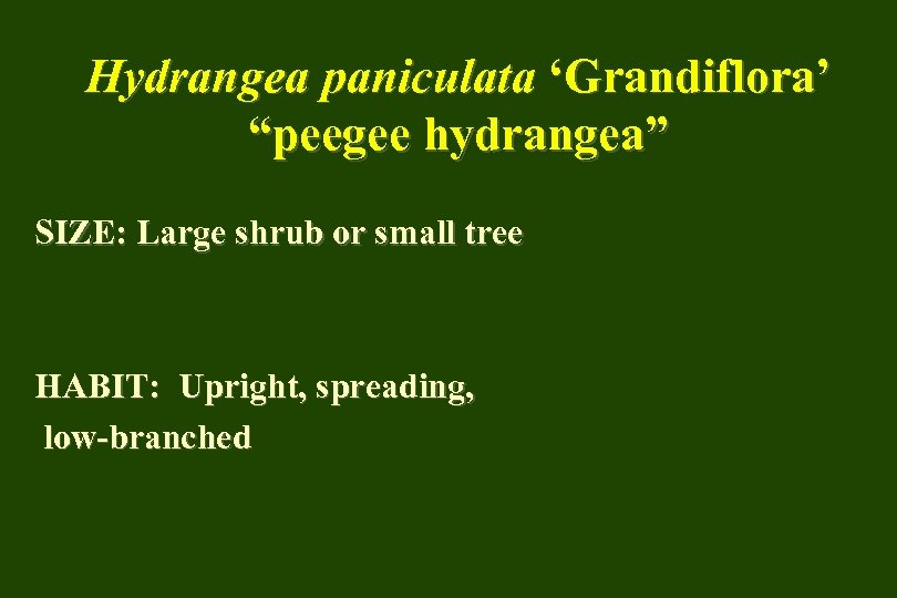 Hydrangea paniculata ‘Grandiflora’ “peegee hydrangea” SIZE: Large shrub or small tree HABIT: Upright, spreading,