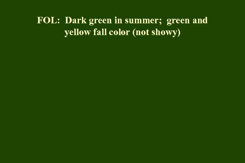FOL: Dark green in summer; green and yellow fall color (not showy) 