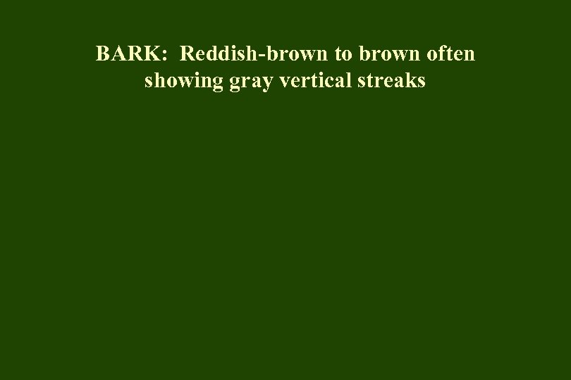 BARK: Reddish-brown to brown often showing gray vertical streaks 