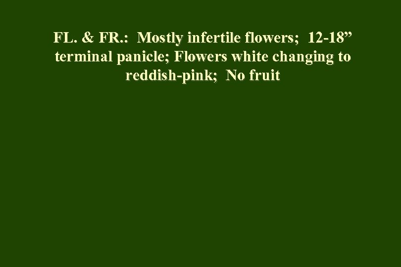 FL. & FR. : Mostly infertile flowers; 12 -18” terminal panicle; Flowers white changing