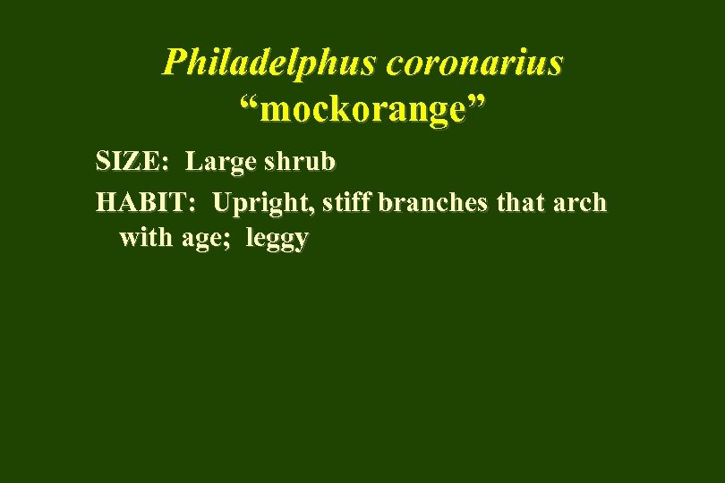 Philadelphus coronarius “mockorange” SIZE: Large shrub HABIT: Upright, stiff branches that arch with age;