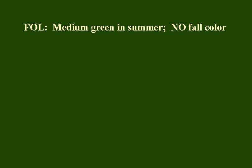 FOL: Medium green in summer; NO fall color 
