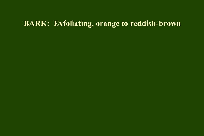 BARK: Exfoliating, orange to reddish-brown 