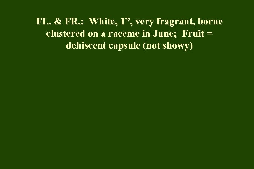 FL. & FR. : White, 1”, very fragrant, borne clustered on a raceme in