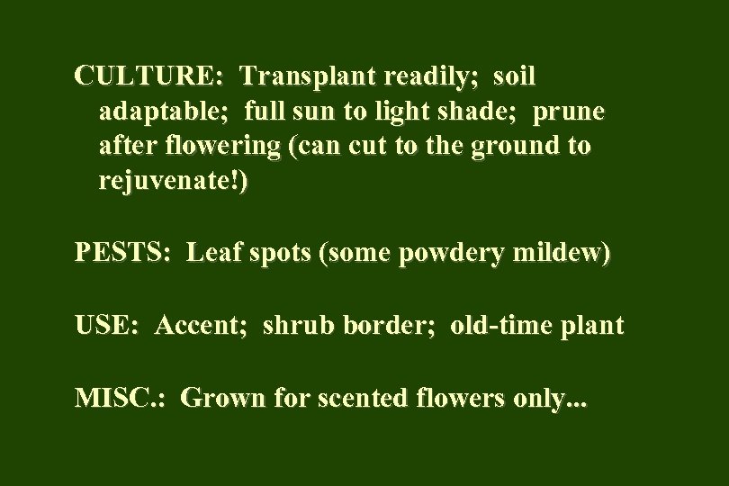 CULTURE: Transplant readily; soil adaptable; full sun to light shade; prune after flowering (can