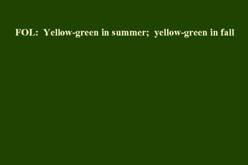 FOL: Yellow-green in summer; yellow-green in fall 
