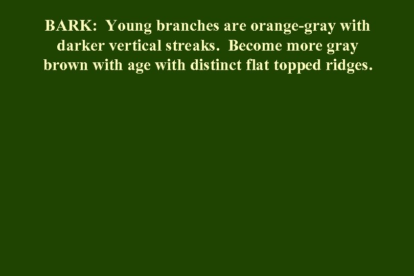 BARK: Young branches are orange-gray with darker vertical streaks. Become more gray brown with