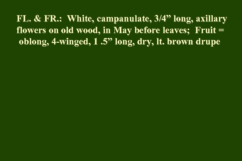 FL. & FR. : White, campanulate, 3/4” long, axillary flowers on old wood, in