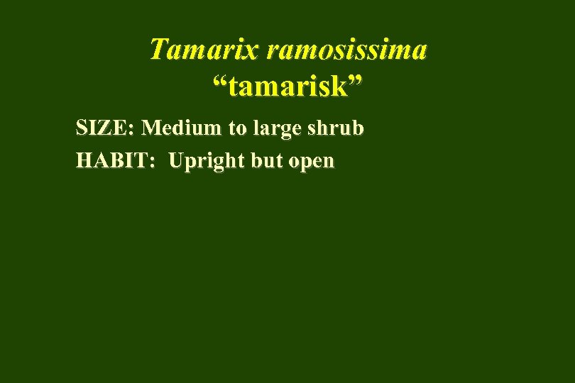 Tamarix ramosissima “tamarisk” SIZE: Medium to large shrub HABIT: Upright but open 