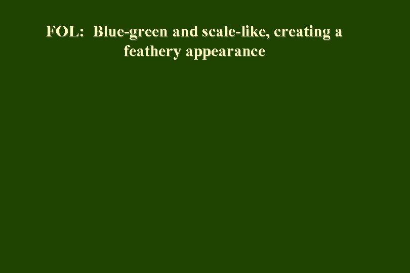 FOL: Blue-green and scale-like, creating a feathery appearance 