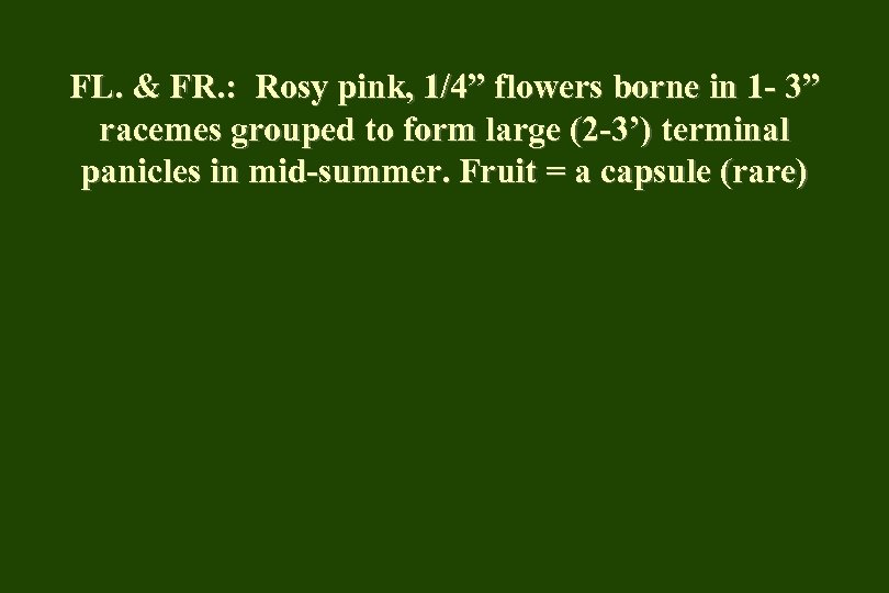 FL. & FR. : Rosy pink, 1/4” flowers borne in 1 - 3” racemes
