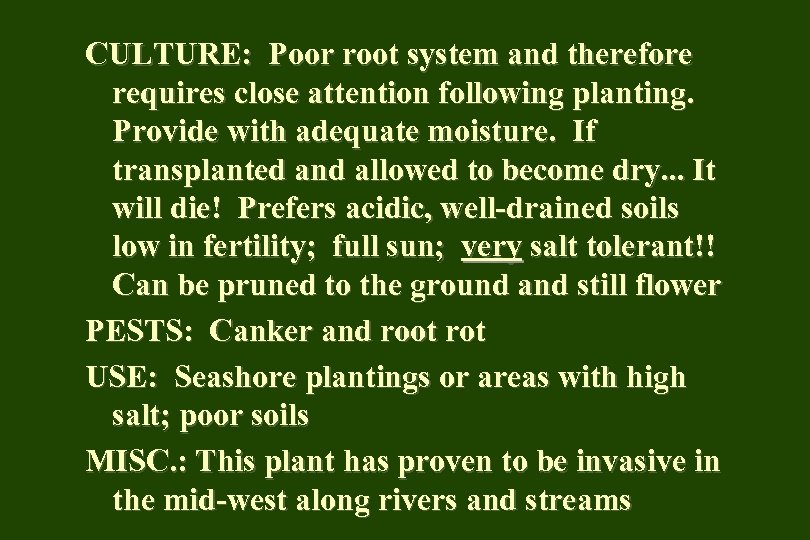 CULTURE: Poor root system and therefore requires close attention following planting. Provide with adequate