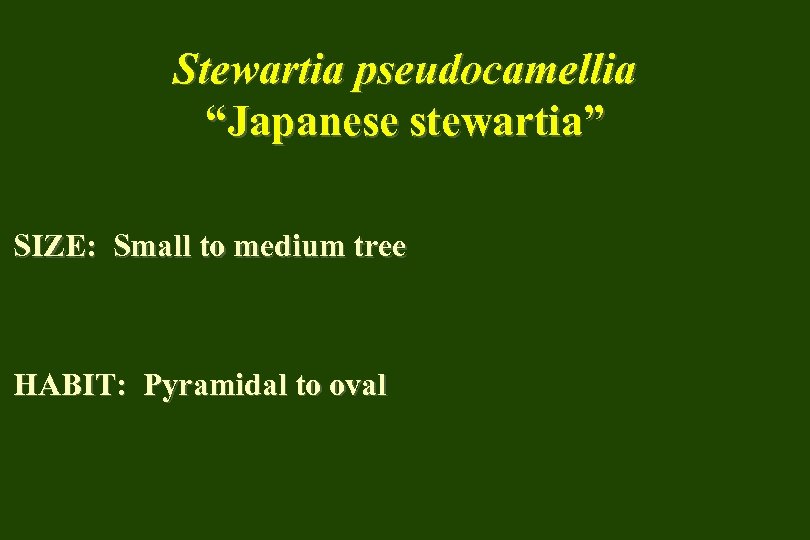 Stewartia pseudocamellia “Japanese stewartia” SIZE: Small to medium tree HABIT: Pyramidal to oval 
