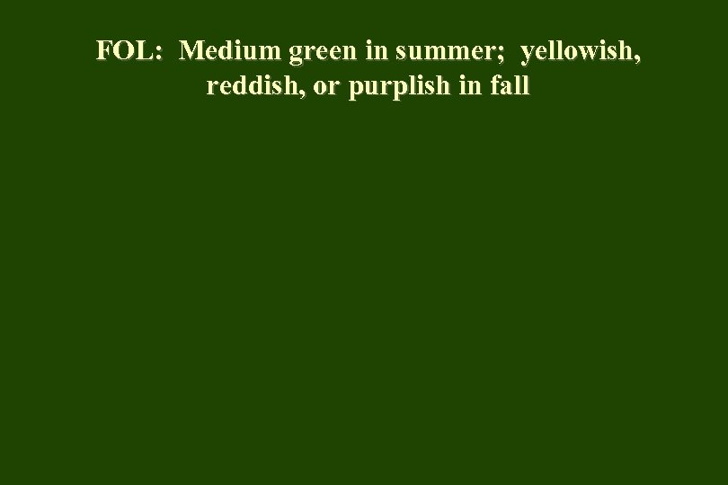 FOL: Medium green in summer; yellowish, reddish, or purplish in fall 