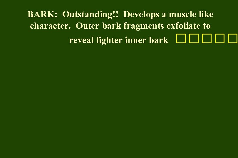 BARK: Outstanding!! Develops a muscle like character. Outer bark fragments exfoliate to reveal lighter