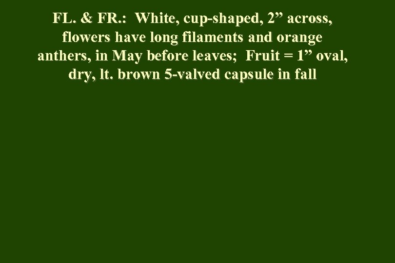 FL. & FR. : White, cup-shaped, 2” across, flowers have long filaments and orange