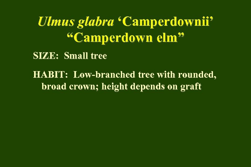 Ulmus glabra ‘Camperdownii’ “Camperdown elm” SIZE: Small tree HABIT: Low-branched tree with rounded, broad