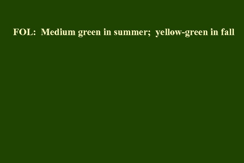 FOL: Medium green in summer; yellow-green in fall 