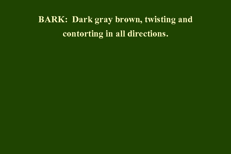 BARK: Dark gray brown, twisting and contorting in all directions. 