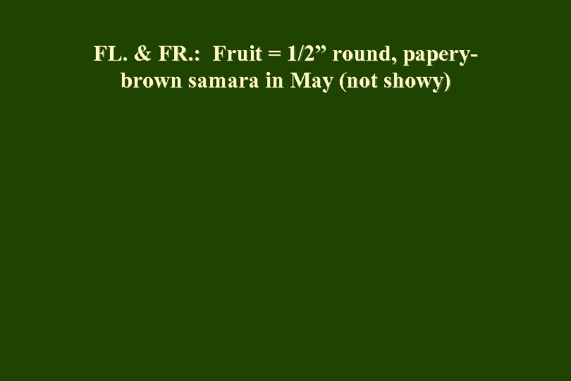 FL. & FR. : Fruit = 1/2” round, paperybrown samara in May (not showy)
