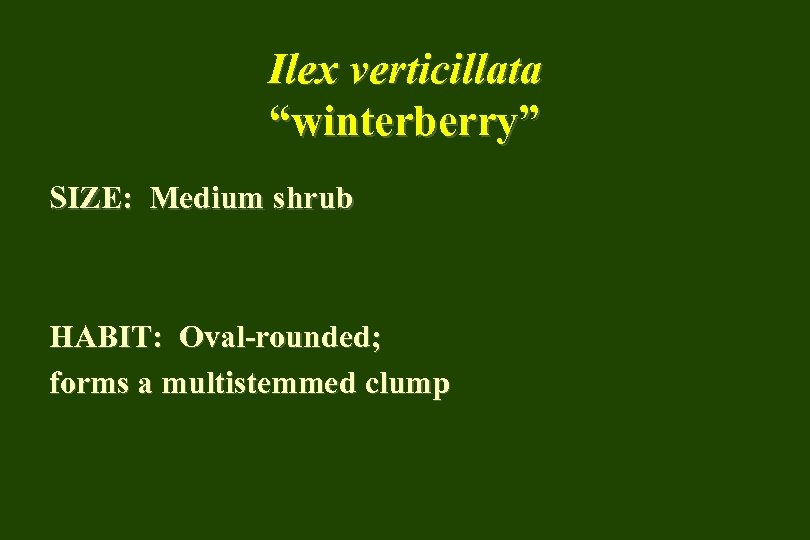 Ilex verticillata “winterberry” SIZE: Medium shrub HABIT: Oval-rounded; forms a multistemmed clump 