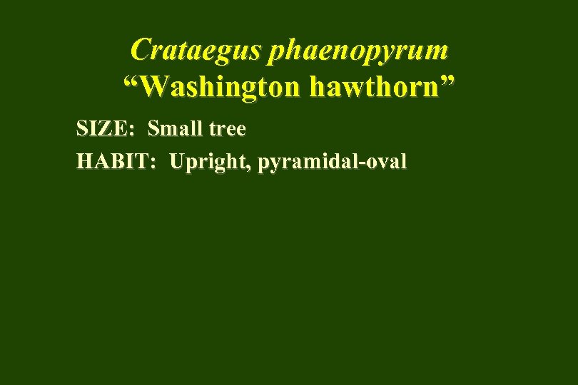 Crataegus phaenopyrum “Washington hawthorn” SIZE: Small tree HABIT: Upright, pyramidal-oval 
