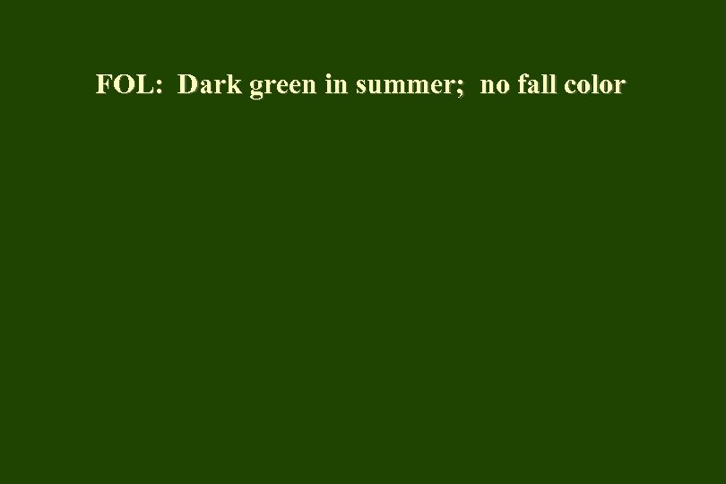 FOL: Dark green in summer; no fall color 