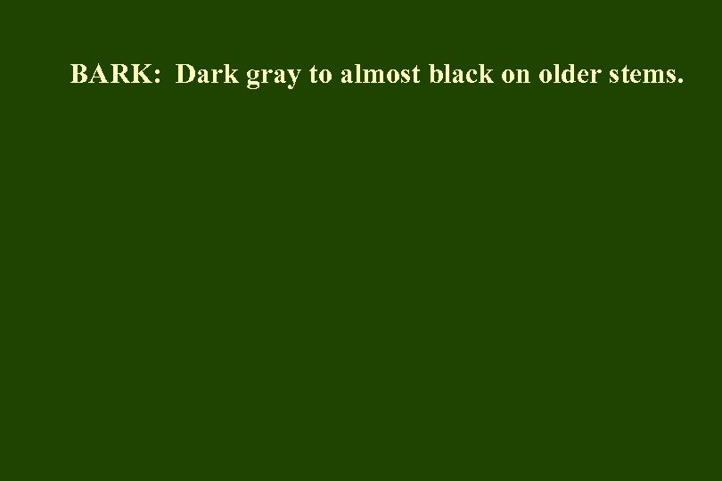 BARK: Dark gray to almost black on older stems. 
