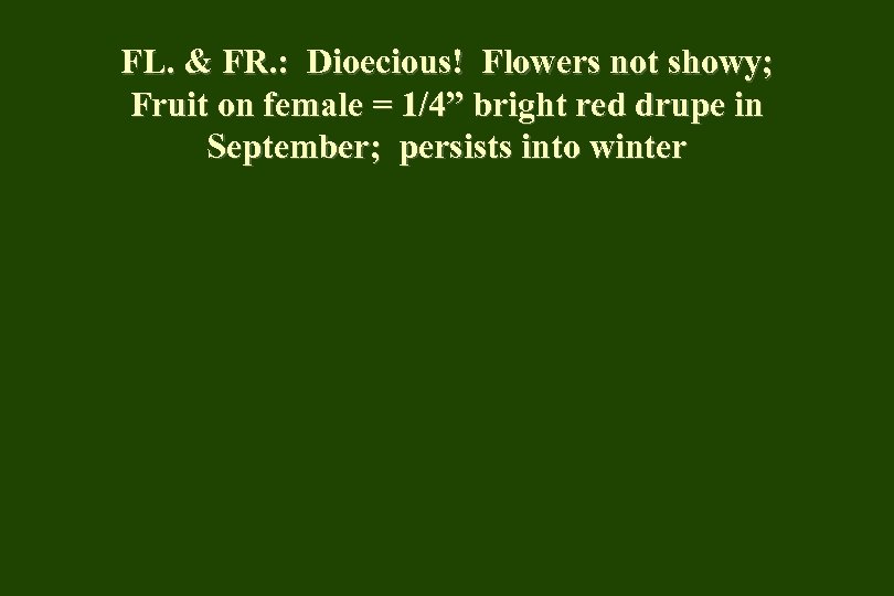 FL. & FR. : Dioecious! Flowers not showy; Fruit on female = 1/4” bright