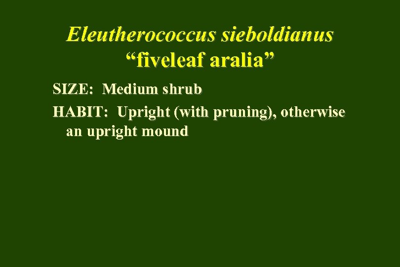 Eleutherococcus sieboldianus “fiveleaf aralia” SIZE: Medium shrub HABIT: Upright (with pruning), otherwise an upright