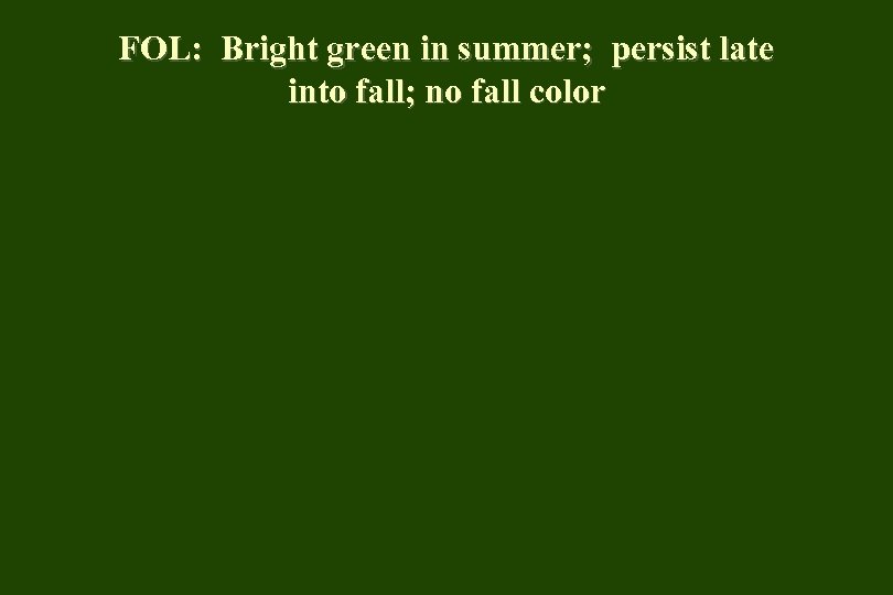 FOL: Bright green in summer; persist late into fall; no fall color 