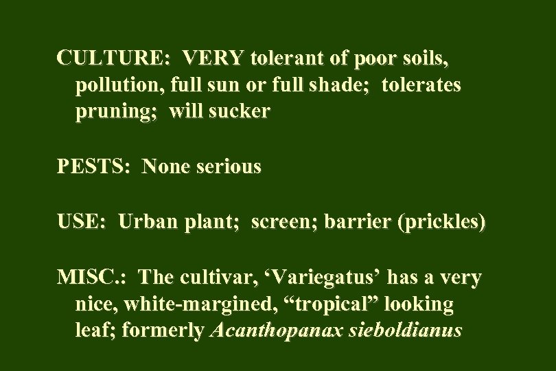 CULTURE: VERY tolerant of poor soils, pollution, full sun or full shade; tolerates pruning;