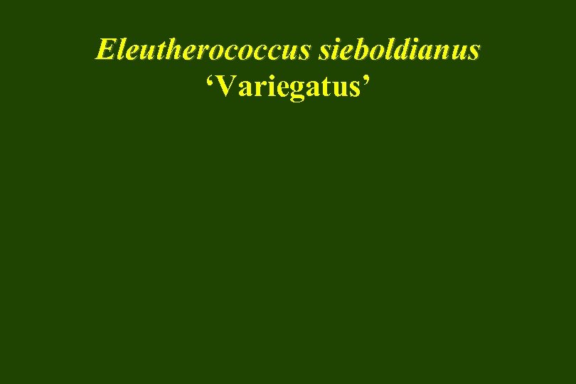 Eleutherococcus sieboldianus ‘Variegatus’ 