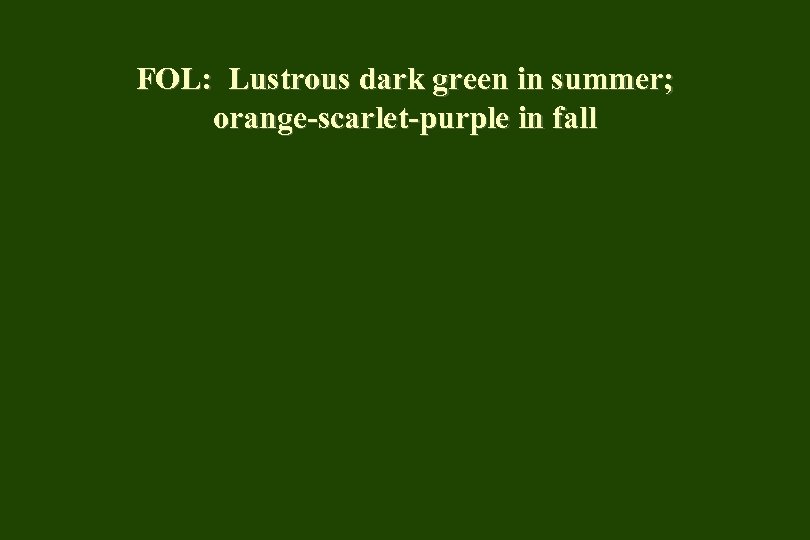 FOL: Lustrous dark green in summer; orange-scarlet-purple in fall 