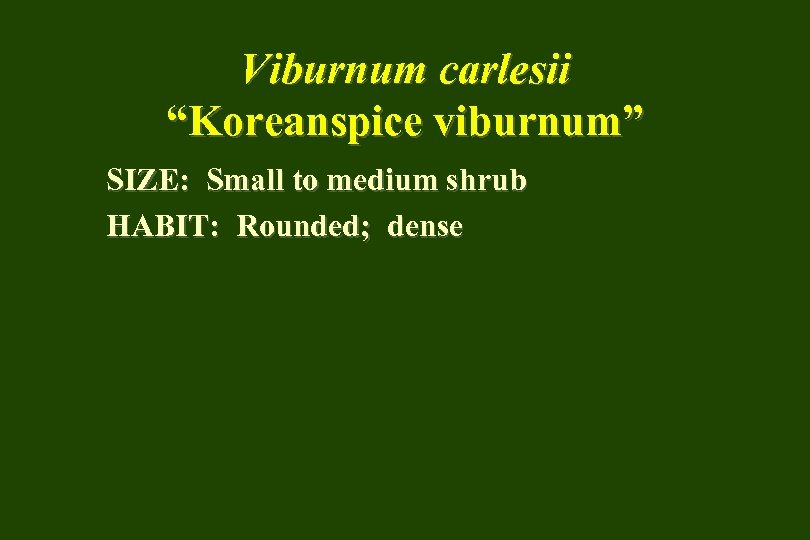 Viburnum carlesii “Koreanspice viburnum” SIZE: Small to medium shrub HABIT: Rounded; dense 