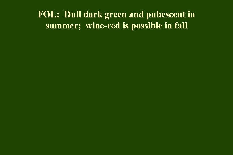 FOL: Dull dark green and pubescent in summer; wine-red is possible in fall 