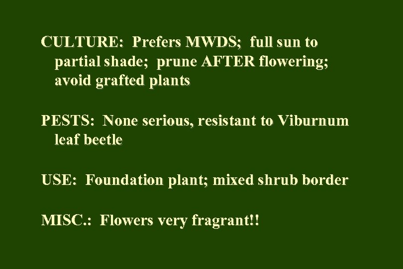 CULTURE: Prefers MWDS; full sun to partial shade; prune AFTER flowering; avoid grafted plants