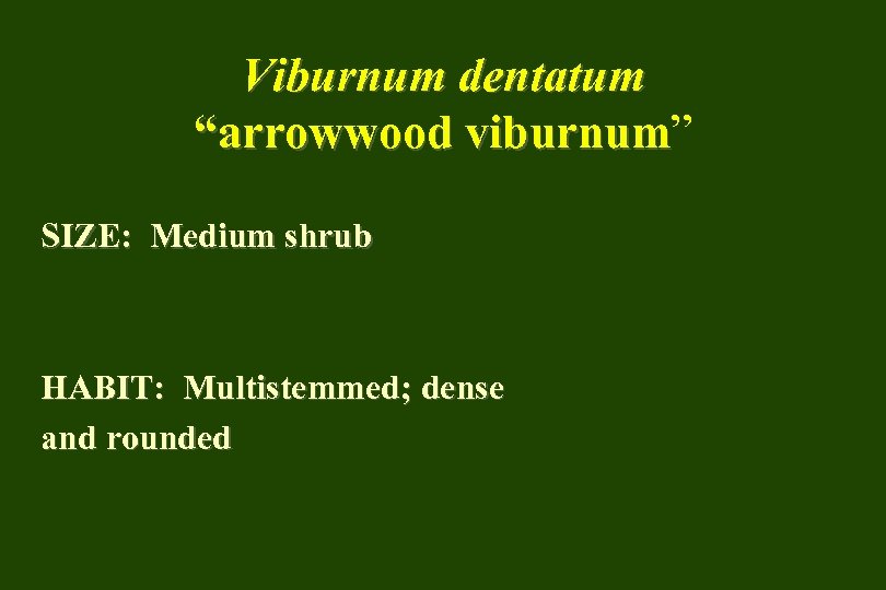 Viburnum dentatum “arrowwood viburnum” viburnum SIZE: Medium shrub HABIT: Multistemmed; dense and rounded 