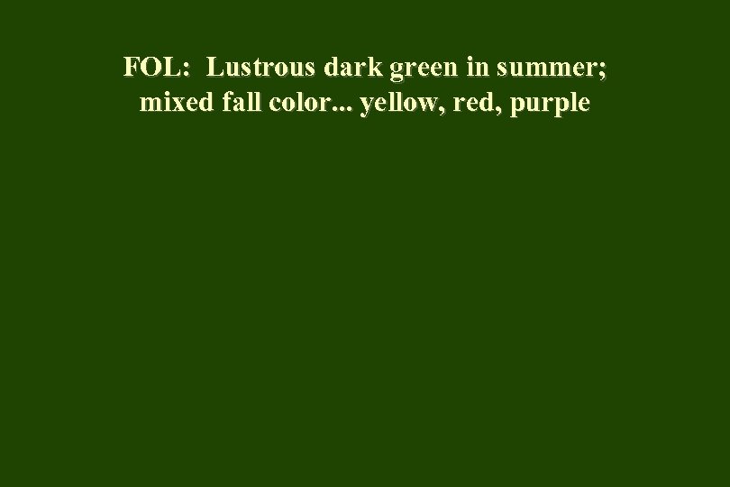 FOL: Lustrous dark green in summer; mixed fall color. . . yellow, red, purple