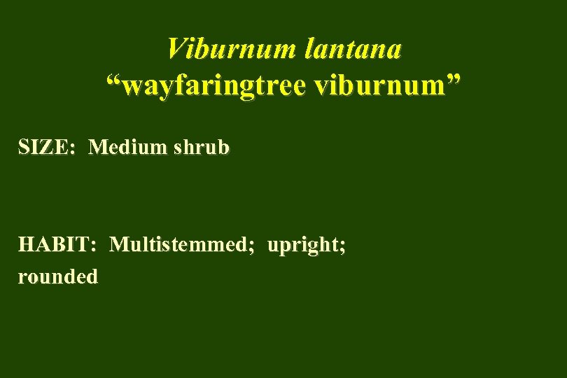 Viburnum lantana “wayfaringtree viburnum” SIZE: Medium shrub HABIT: Multistemmed; upright; rounded 
