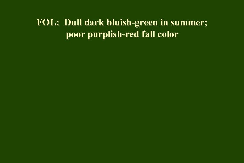 FOL: Dull dark bluish-green in summer; poor purplish-red fall color 