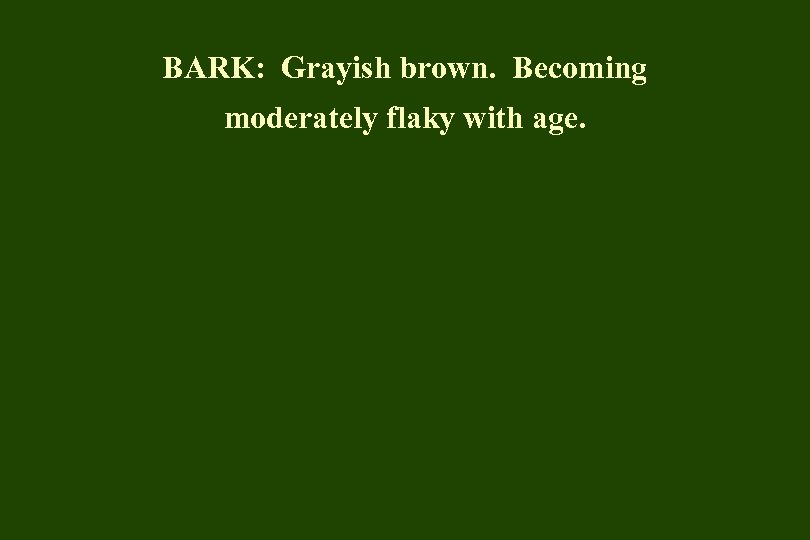 BARK: Grayish brown. Becoming moderately flaky with age. 