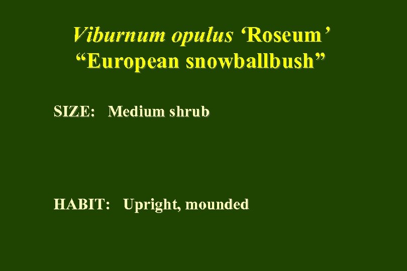 Viburnum opulus ‘Roseum’ “European snowballbush” SIZE: Medium shrub HABIT: Upright, mounded 