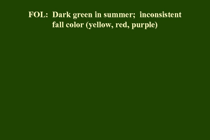 FOL: Dark green in summer; inconsistent fall color (yellow, red, purple) 