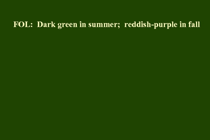 FOL: Dark green in summer; reddish-purple in fall 